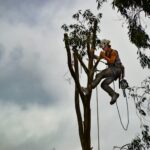 Austin Arborist