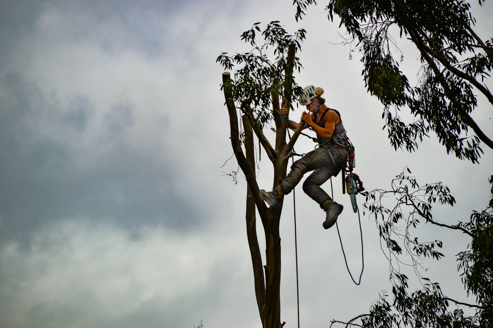 Certified arborist inspecting a tree in Austin, TX
