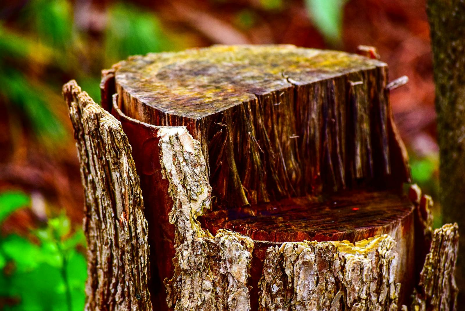 Full stump removal service in Austin, TX