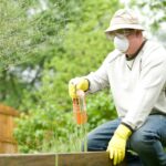 austin tree fertilization