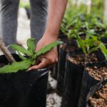 Austin Tree Planting