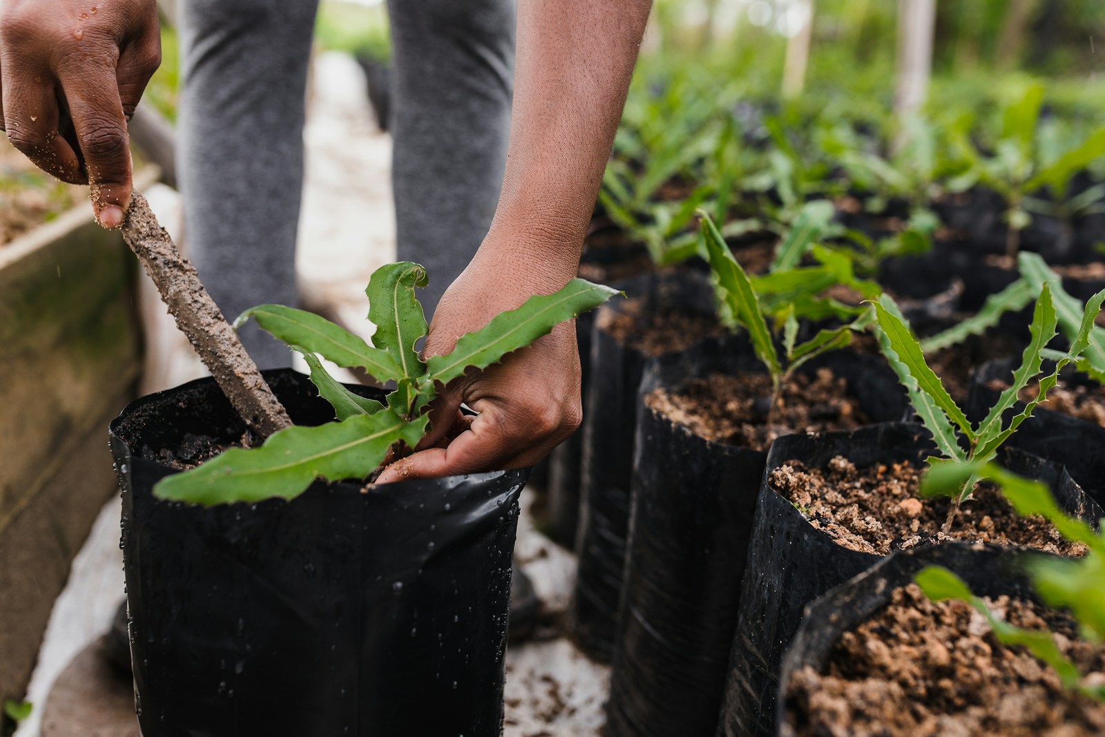 Tree planting service in Austin, TX