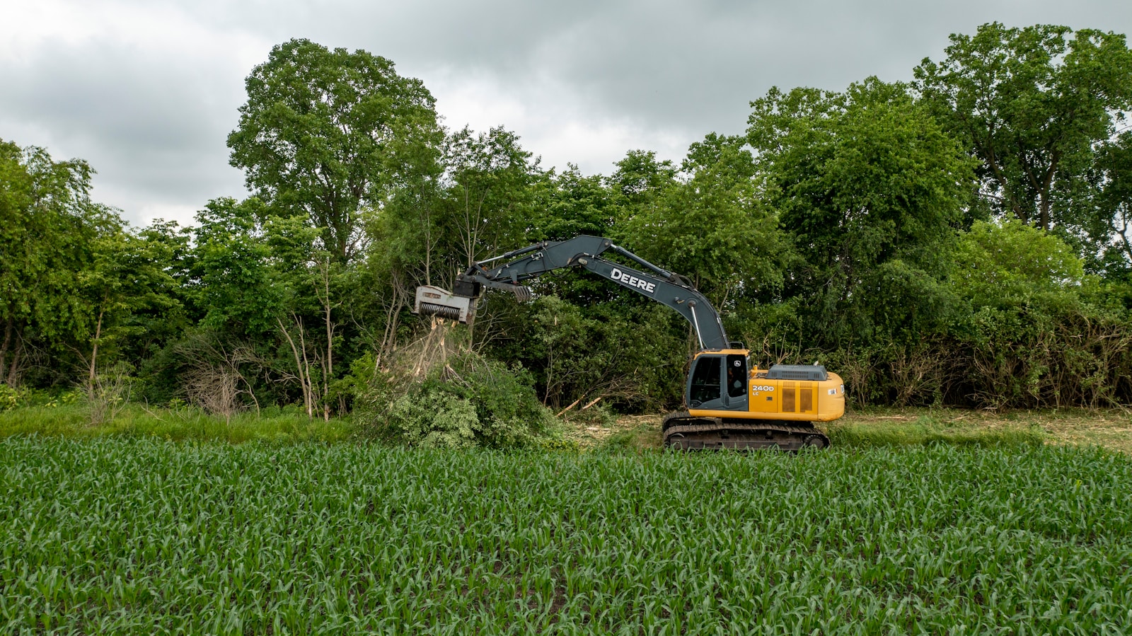 Crew removing a tree in Austin, TX