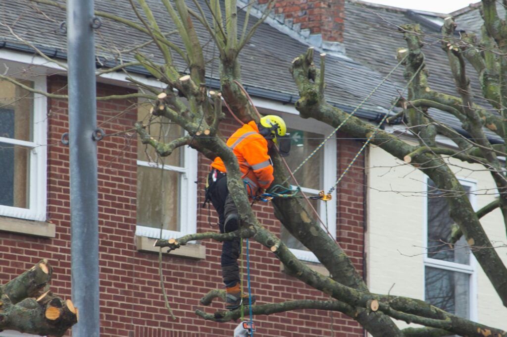 austin tree surgeon