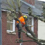 austin tree surgeon